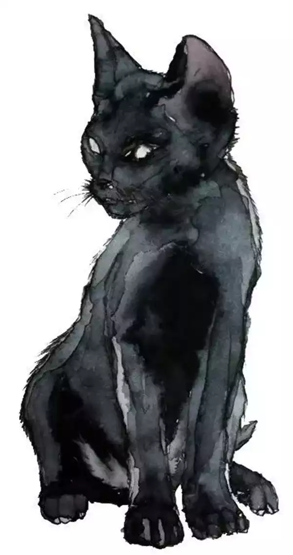 A verdadeira história do gato preto! - Telecão